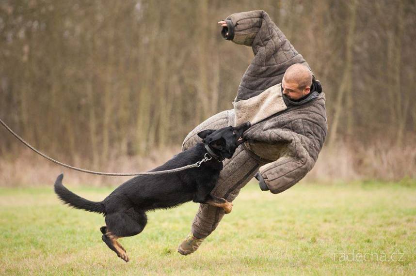 Mann gegen Hund Krakau | Jetzt mit Pissup Reisen buchen!