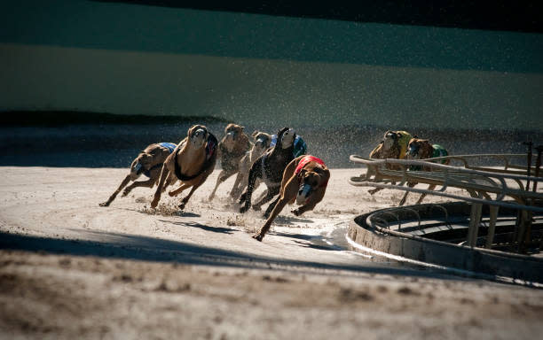 Hunderennen Dublin | Jetzt mit Pissup Reisen buchen!